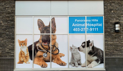 Window Graphics Photo